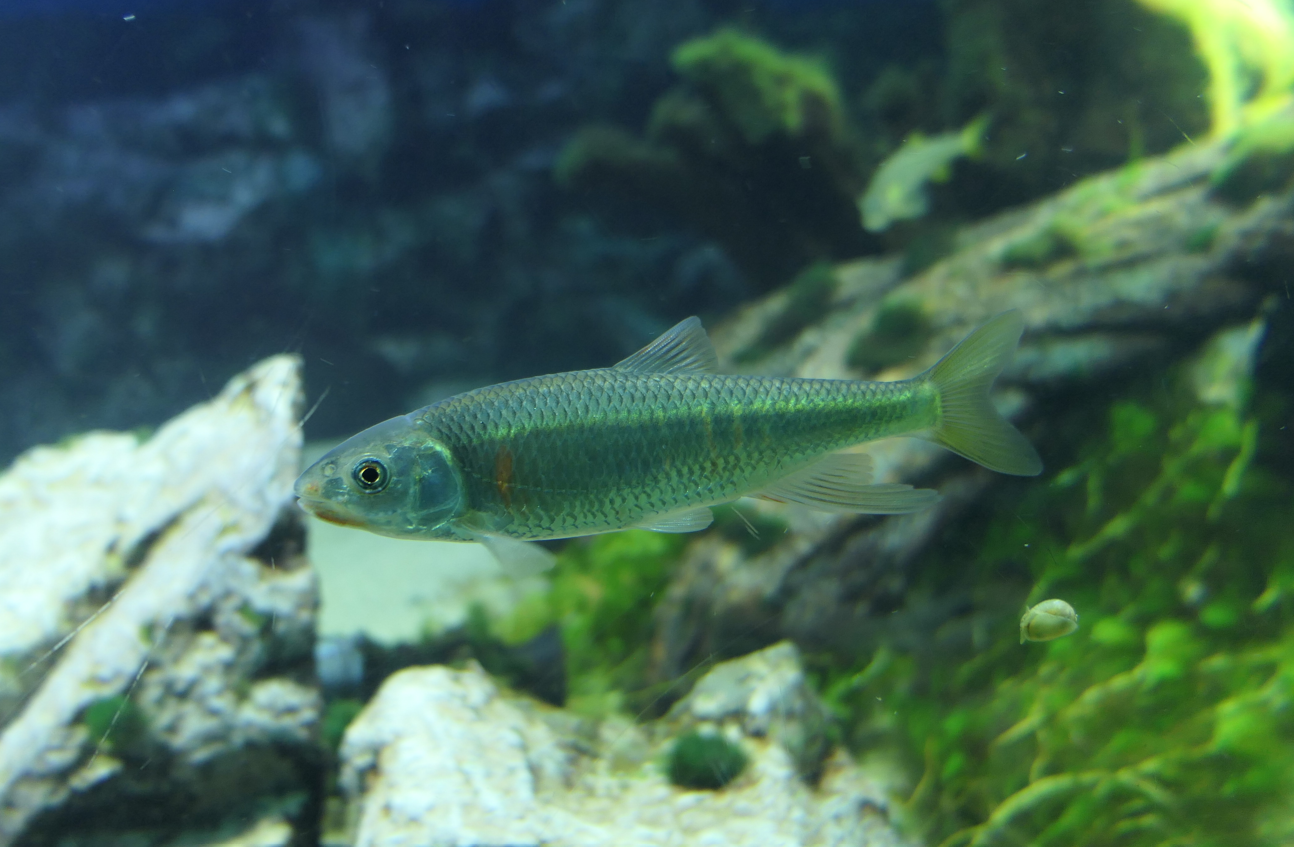 Pale Chub (Zacco platypus)