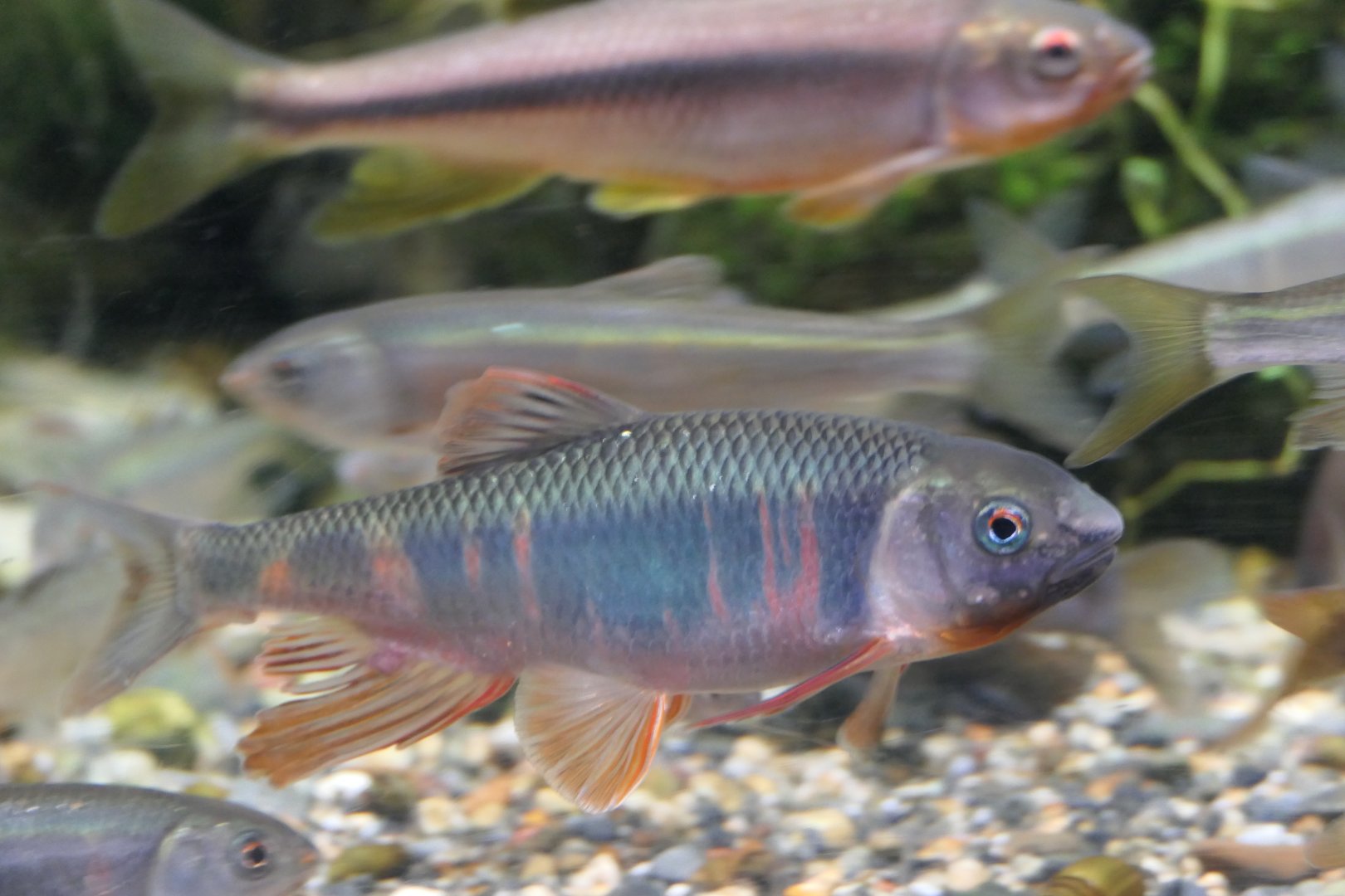 Pale Chub (Zacco platypus)