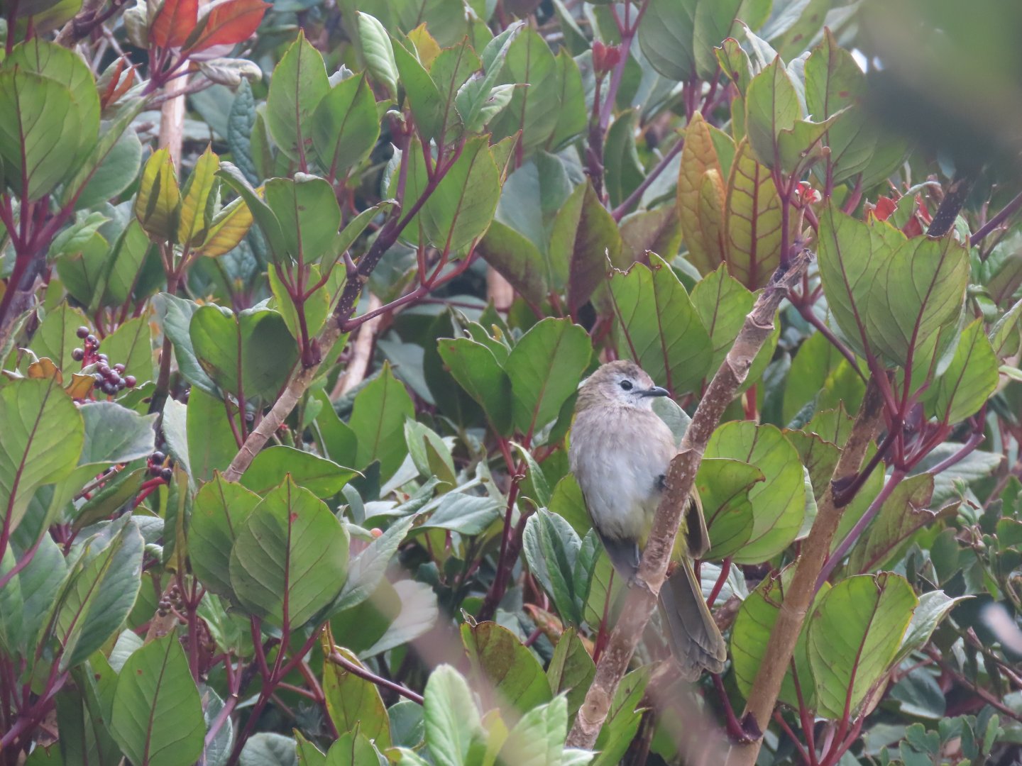 Pale-faced bulbul Pycnonotus leucops