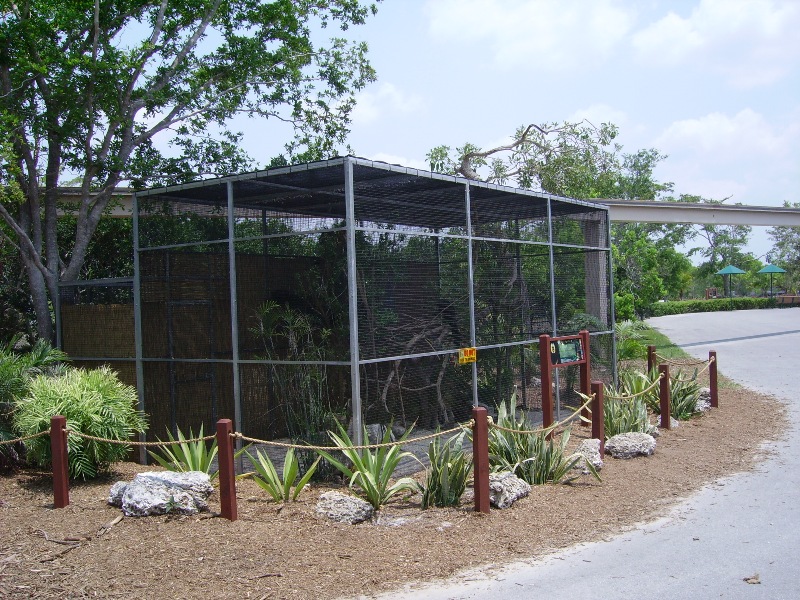 Pale-faced Saki Enclosure