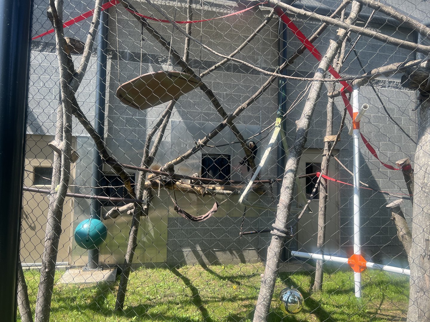 Pale-faced Saki Exhibit