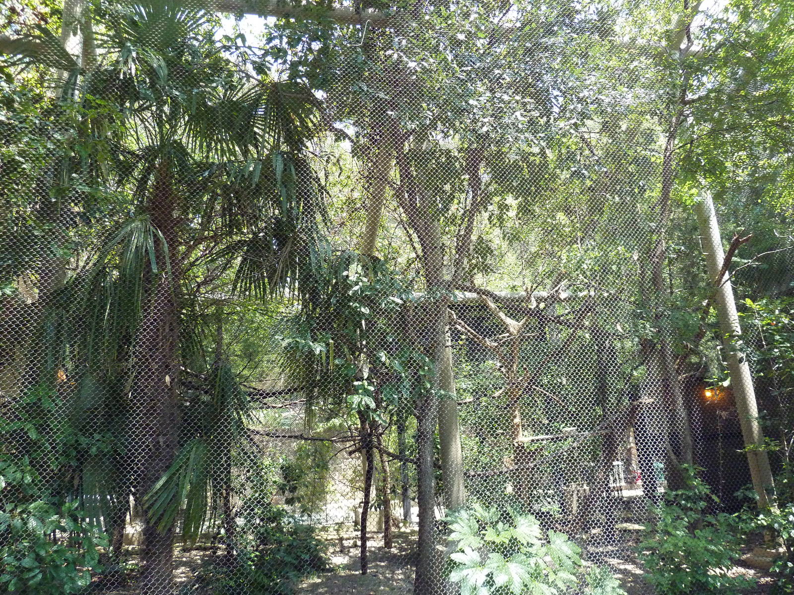 Pale-Faced Saki/Grey Titi Exhibit