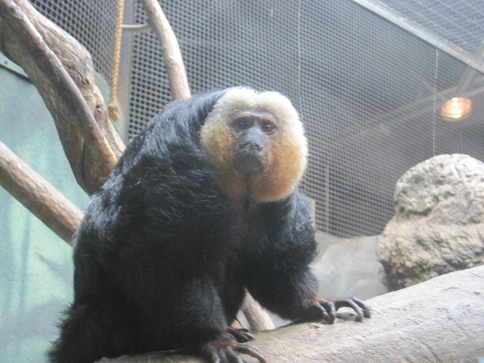 Pale-Faced Saki Monkey