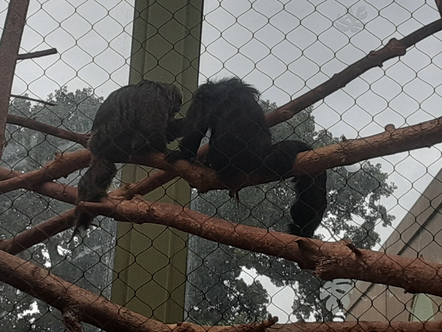 Pale-faced Saki Monkeys