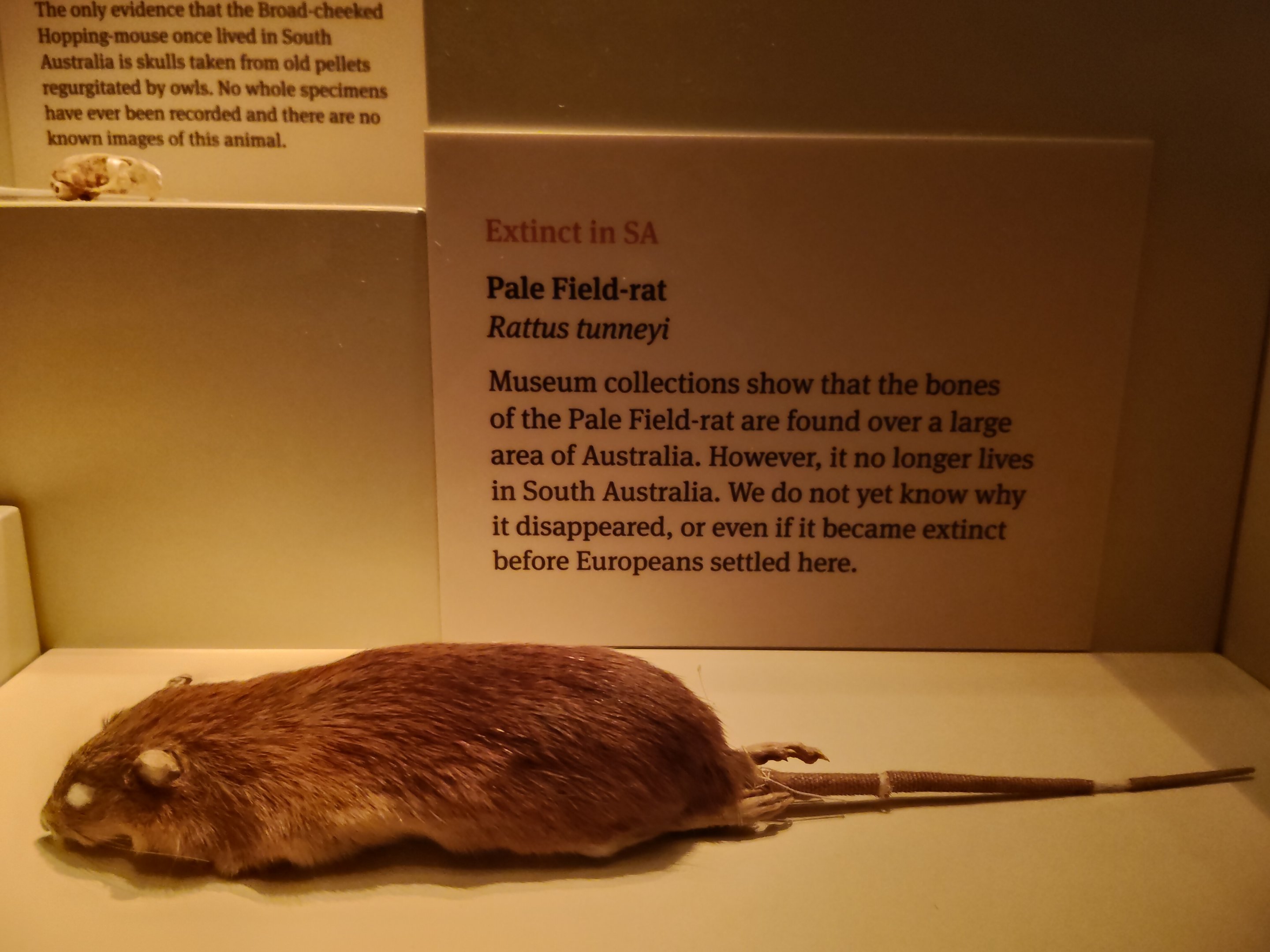 Pale Field Rat (Rattus tunneyi)