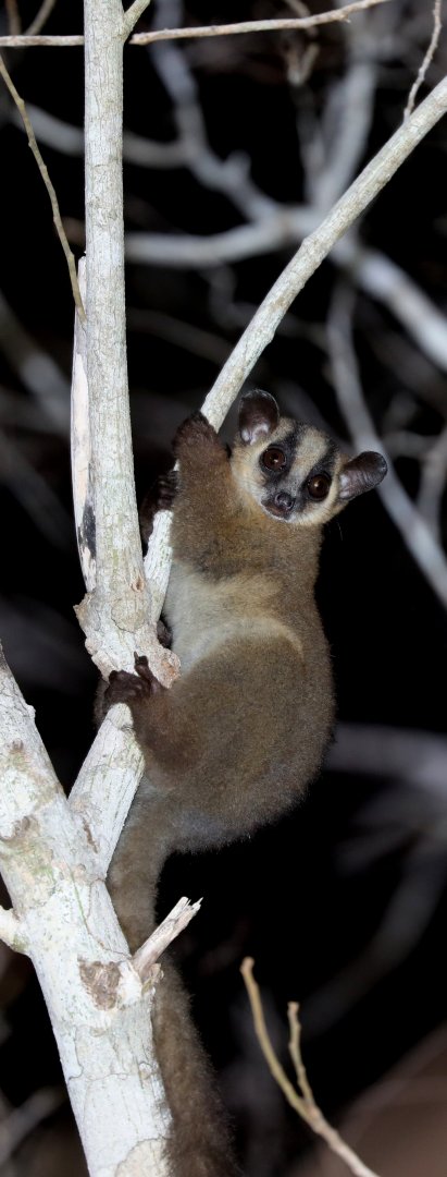 pale fork-marked lemur (Phaner pallescens)