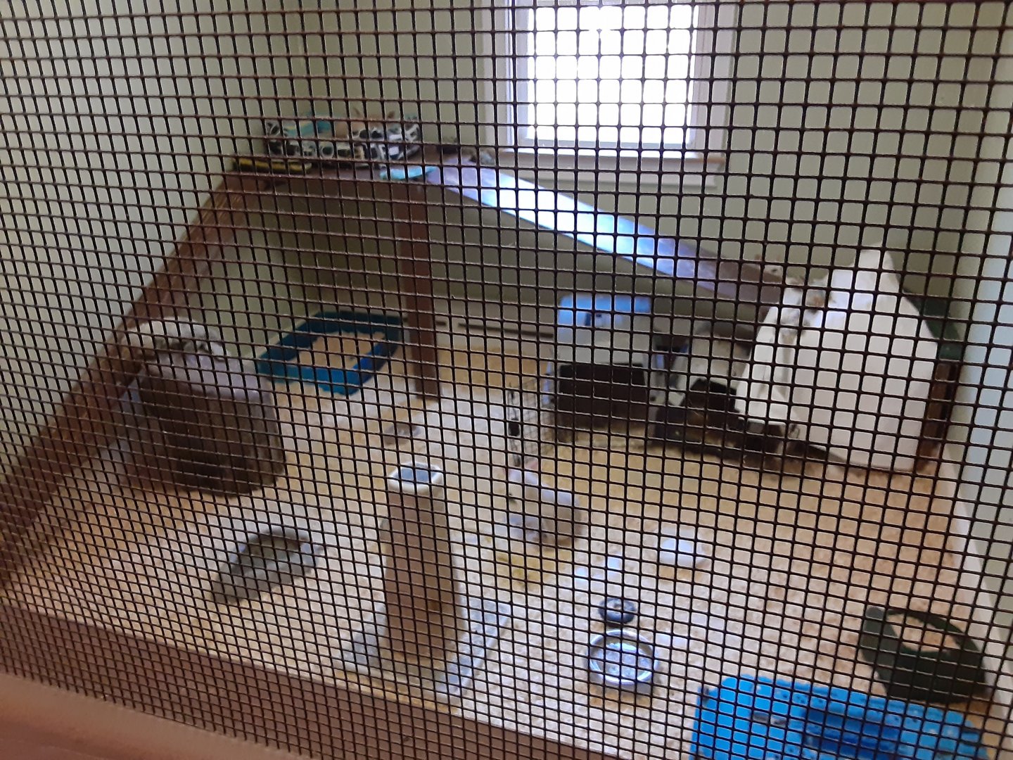 Pale Fox/Fennec Fox Exhibit