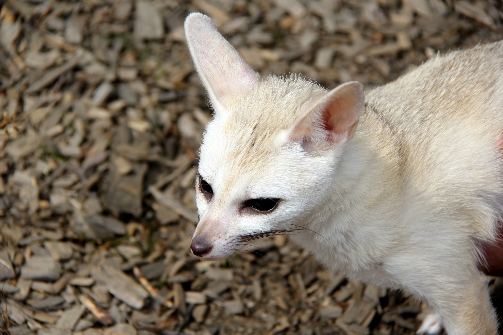 pale fox (Vulpes pallida)