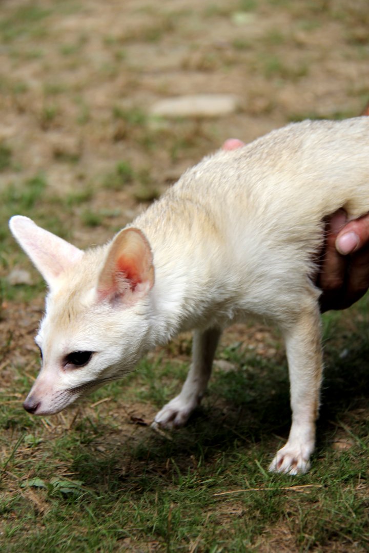 pale fox (Vulpes pallida)