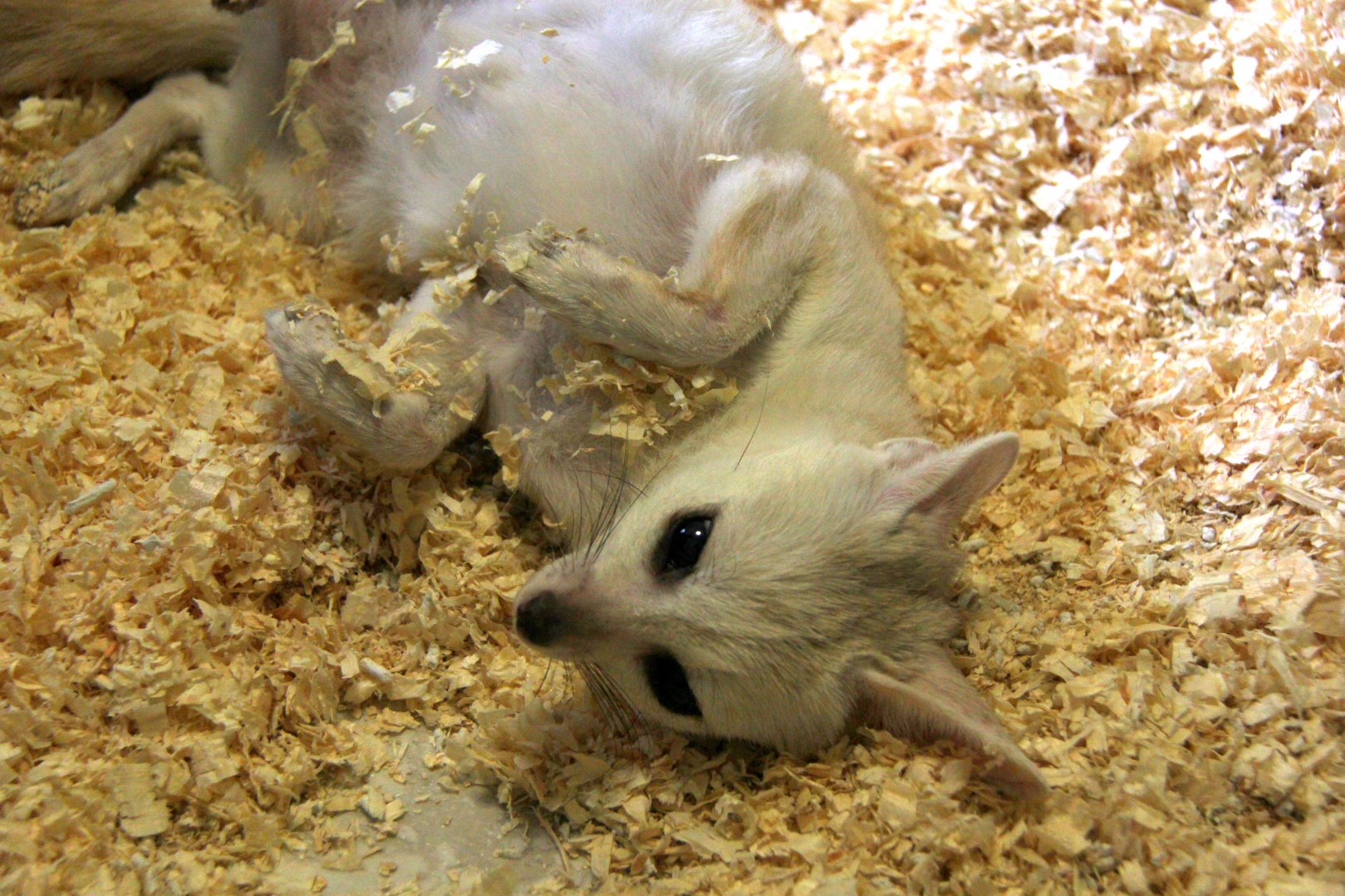 pale fox (Vulpes pallida)