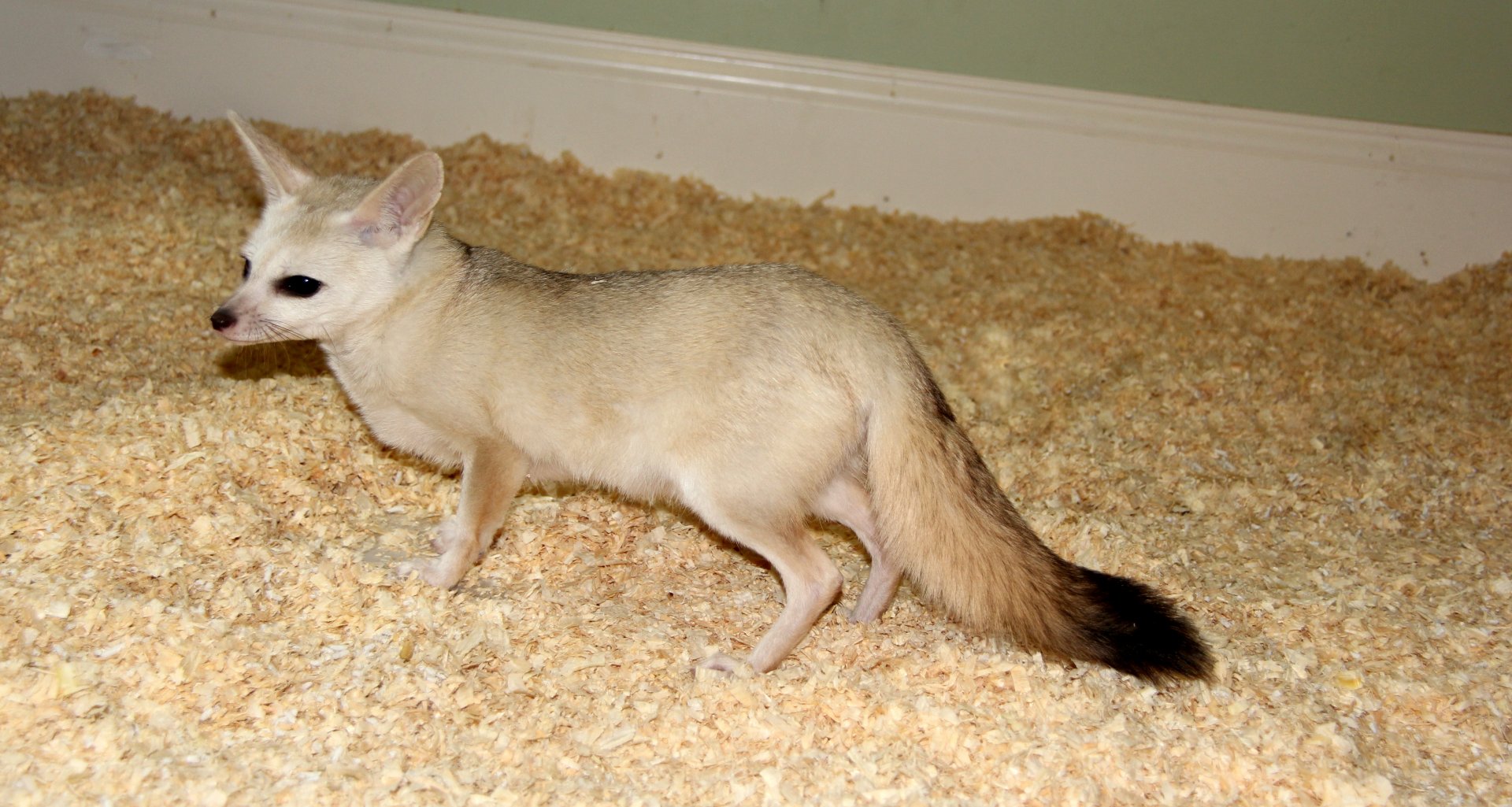 pale fox (Vulpes pallida)