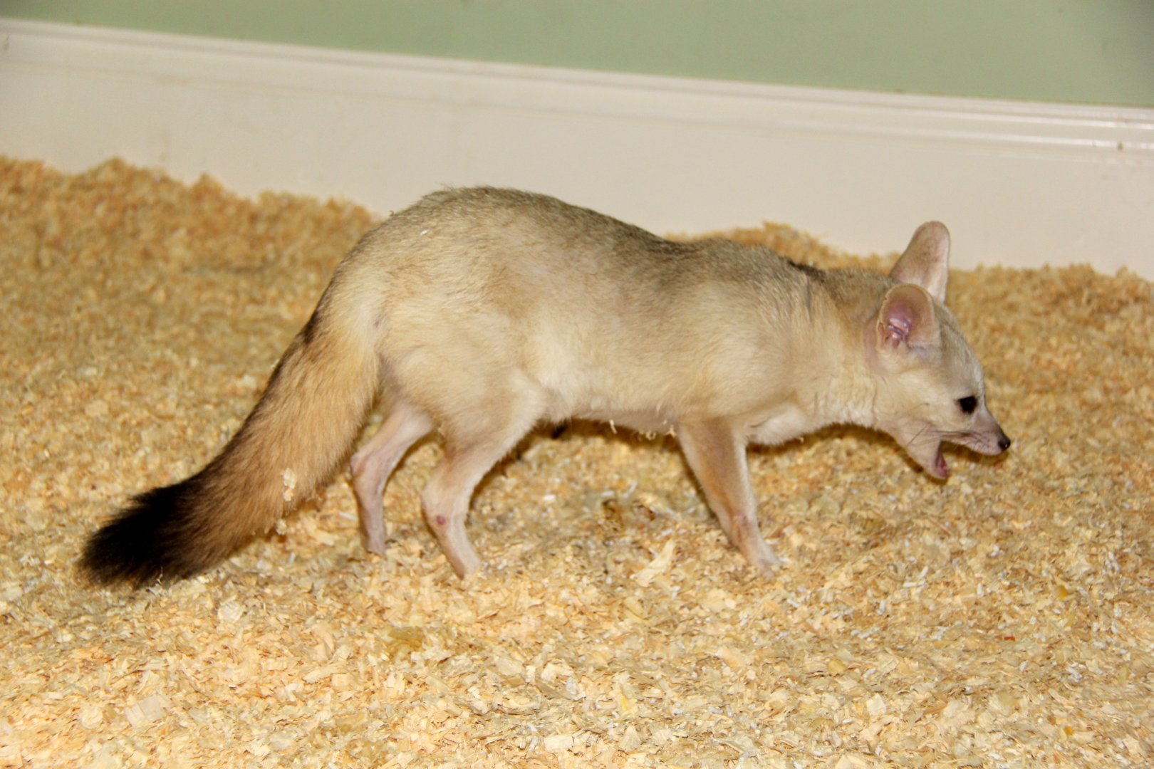 pale fox (Vulpes pallida)