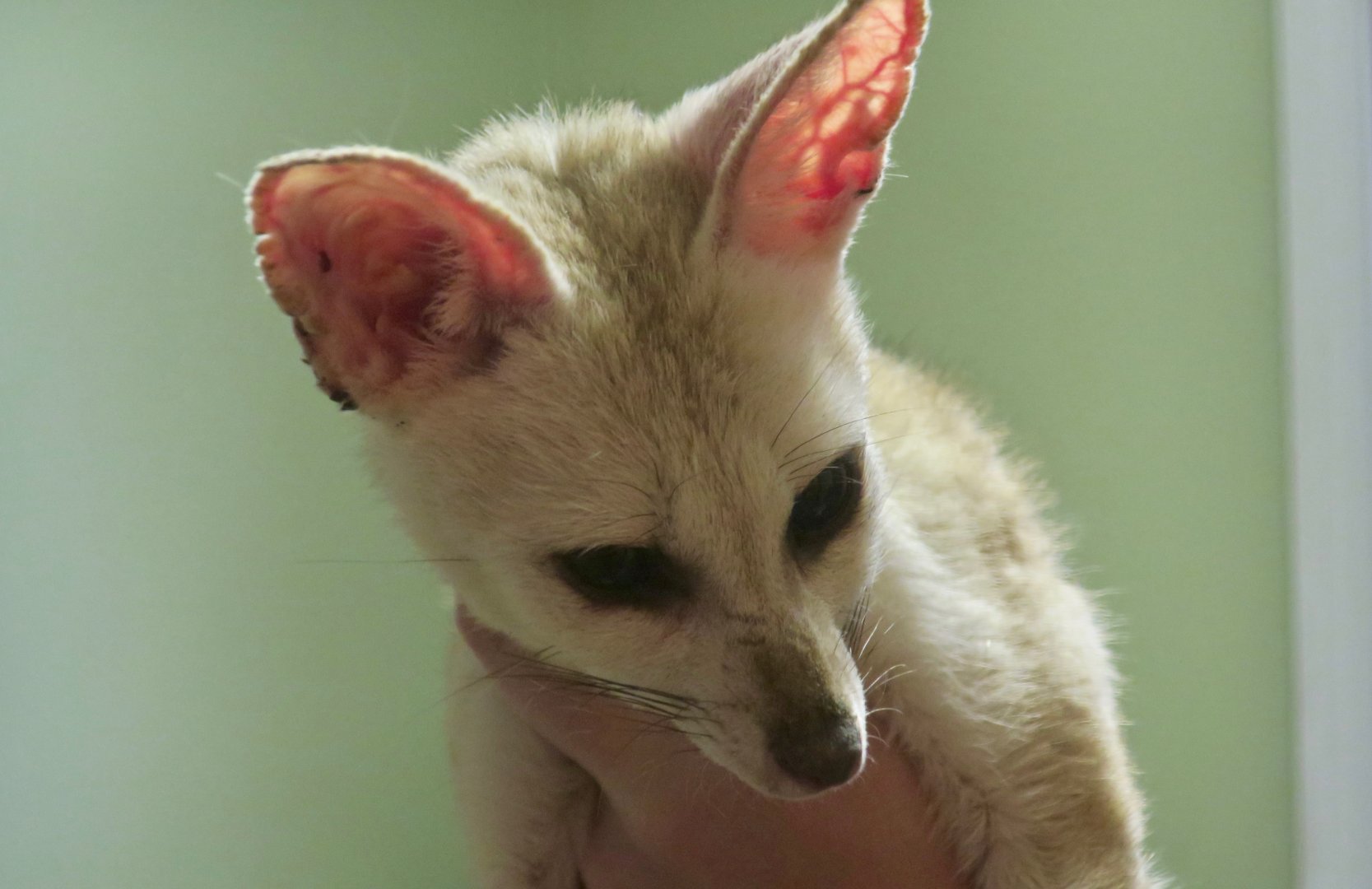 Pale Fox (Vulpes pallida)