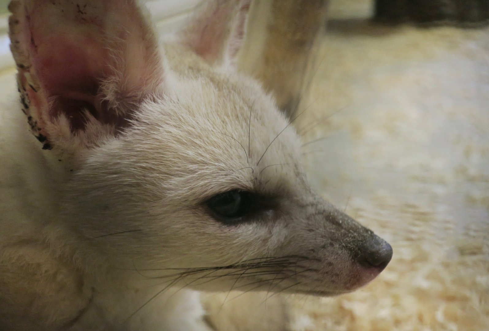 Pale Fox (Vulpes pallida)