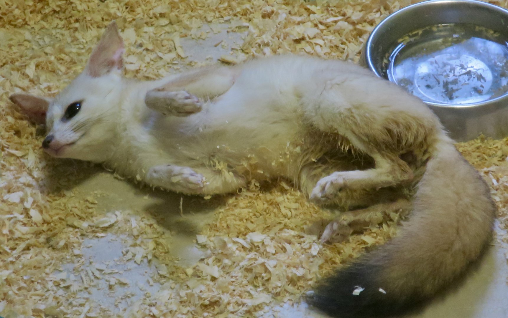 Pale Fox (Vulpes pallida)