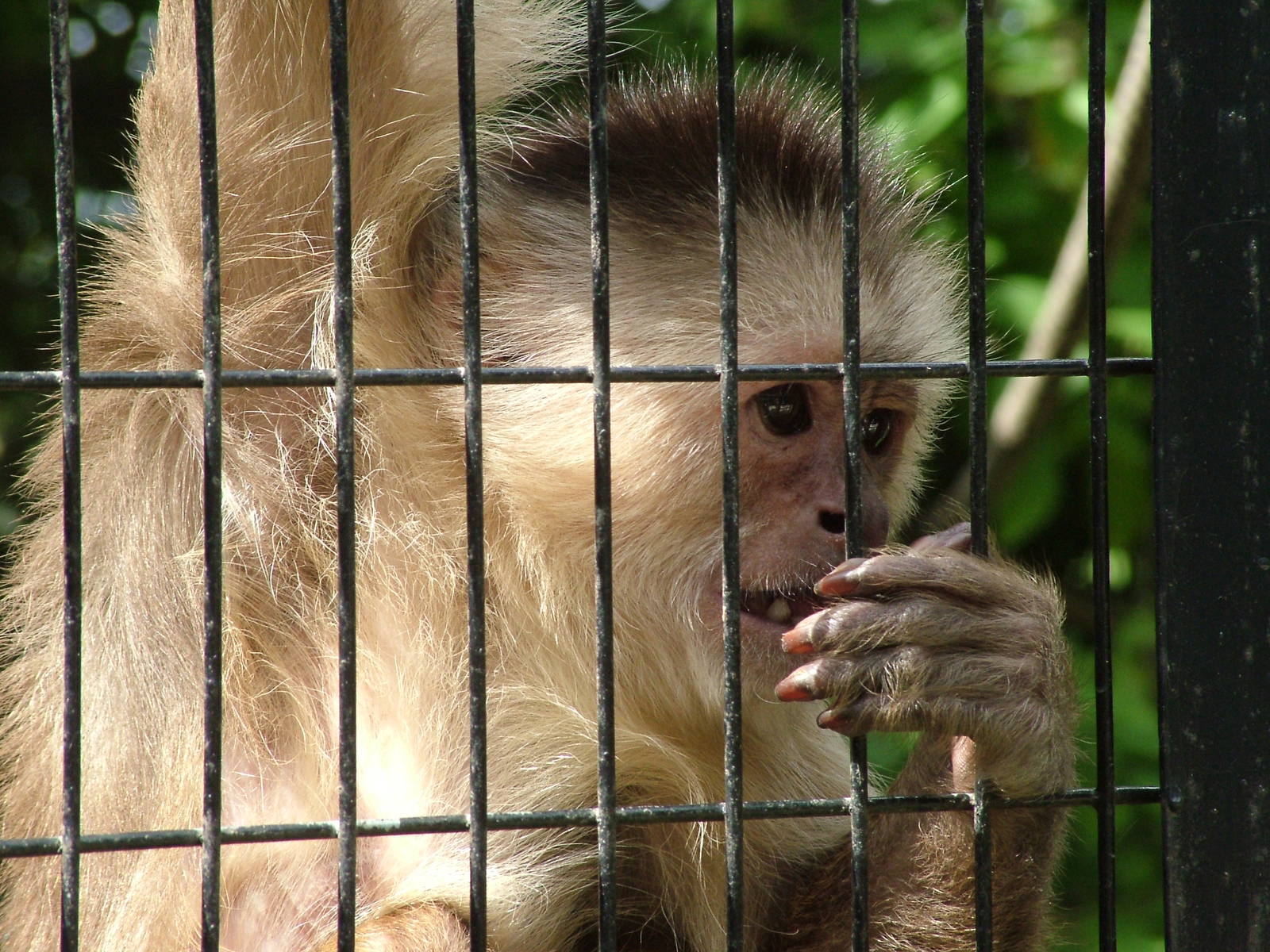 Pale-fronted Capuchin at Wetlands WP 02/08/09