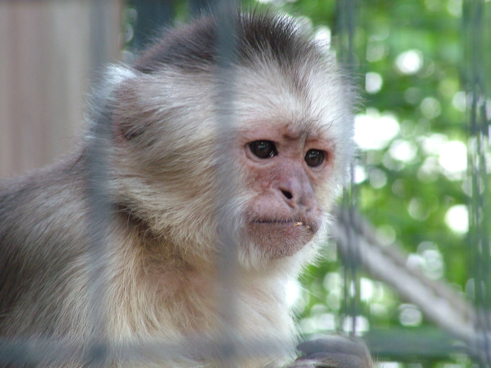 Pale-fronted Capuchin at Wetlands WP 25/04/09