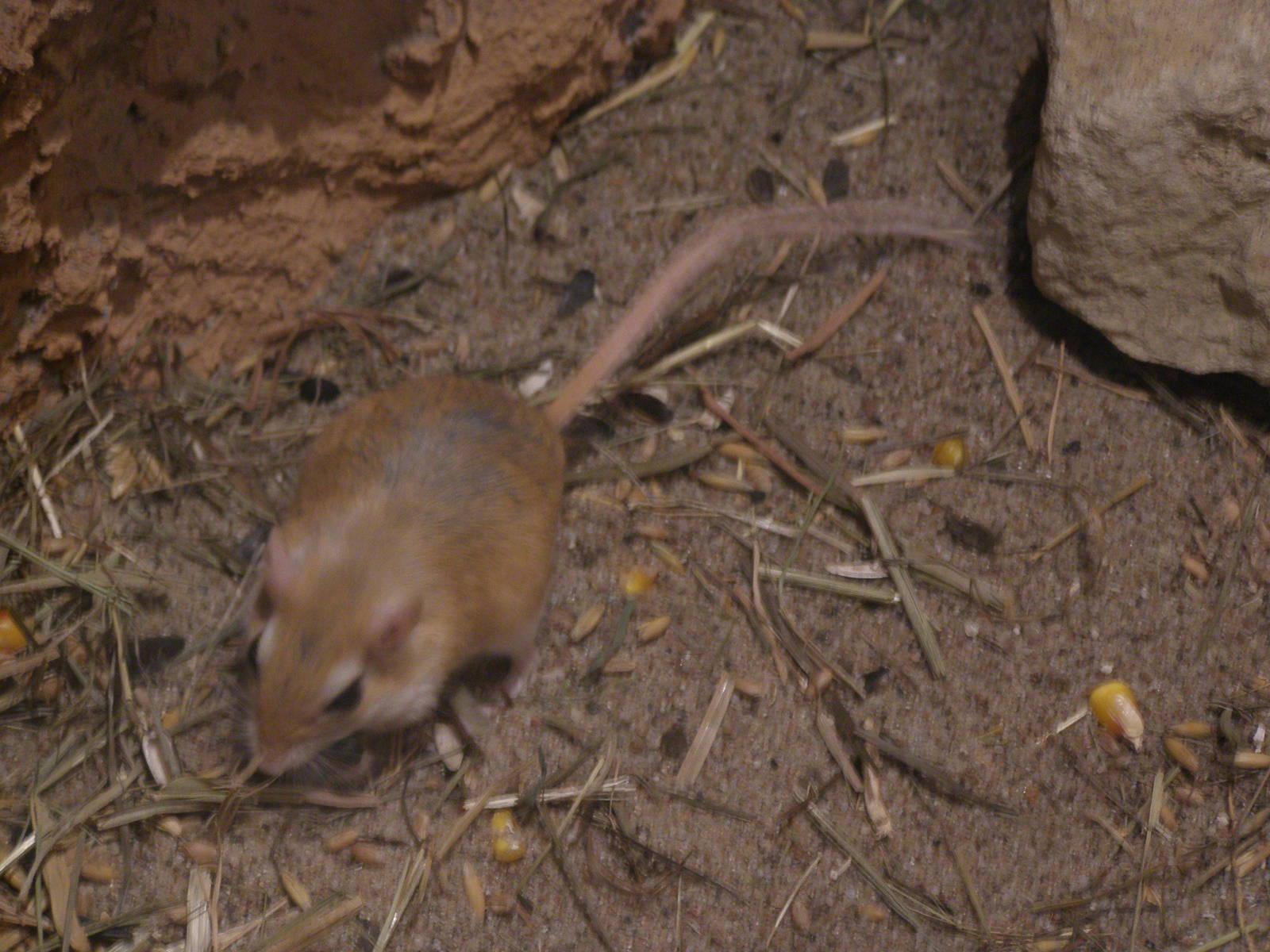 pale gerbil (Gerbillus perpallidus)