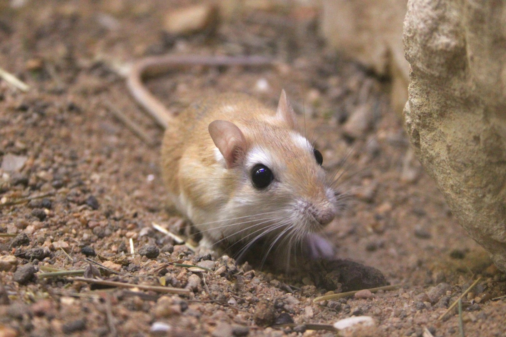 Pale gerbil (Gerbillus perpallidus)