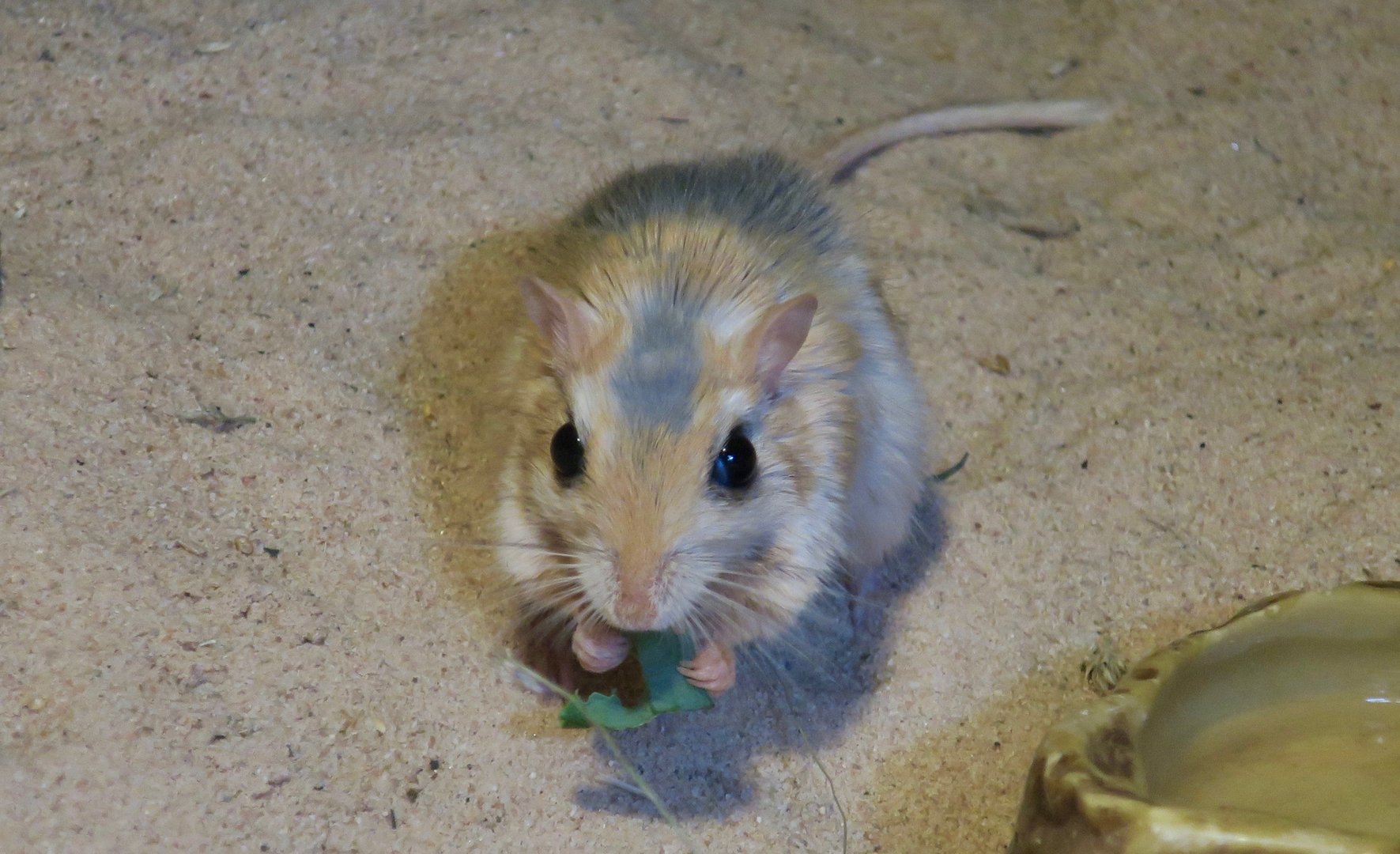Pale Gerbil (Gerbillus perpallidus)