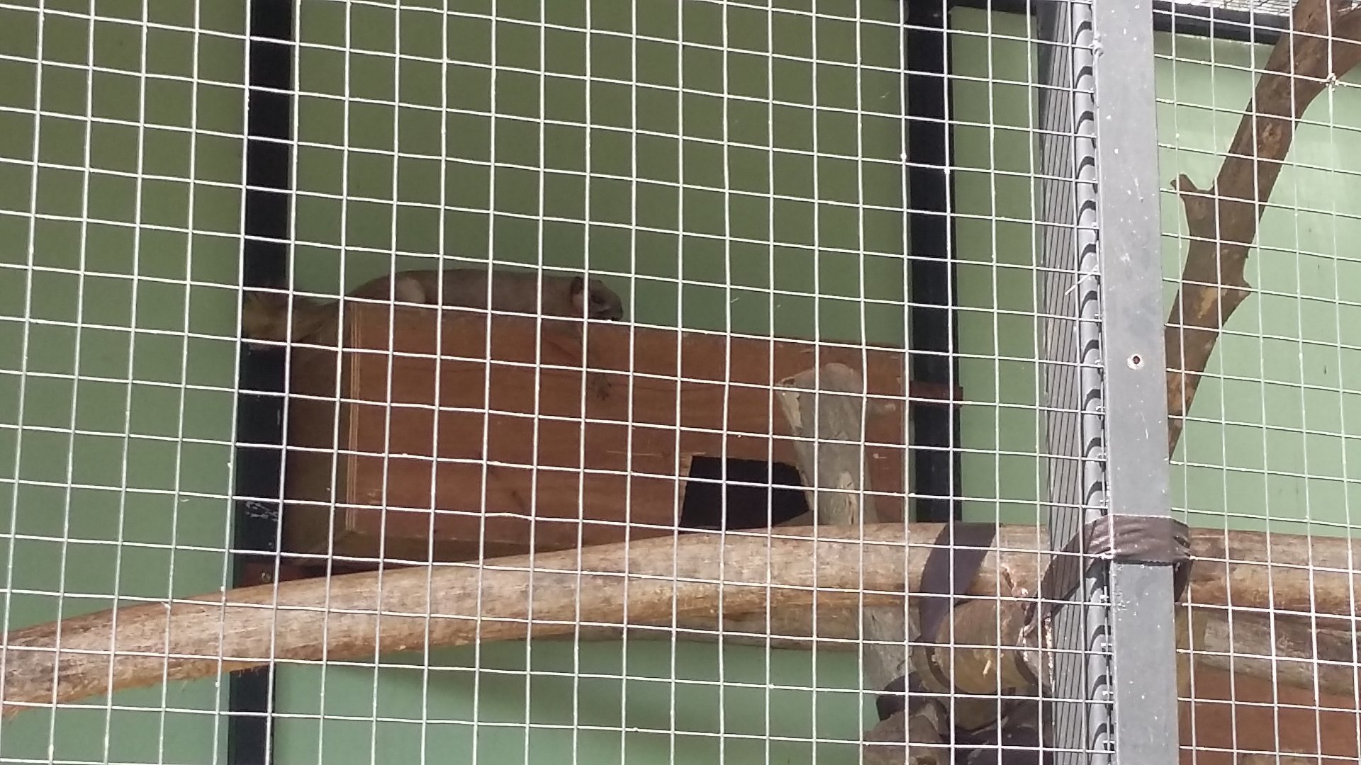 Pale giant squirrel (Ratufa affinis)