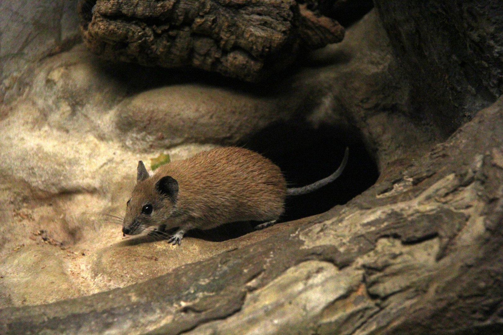 Pale golden spiny mouse (Acomys russatus russatus)