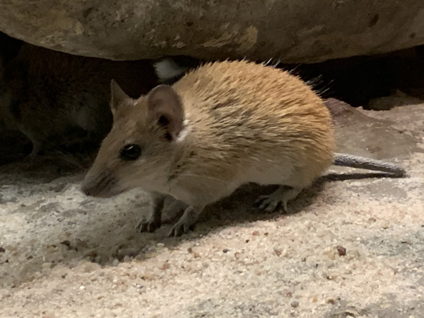 Pale golden spiny mouse