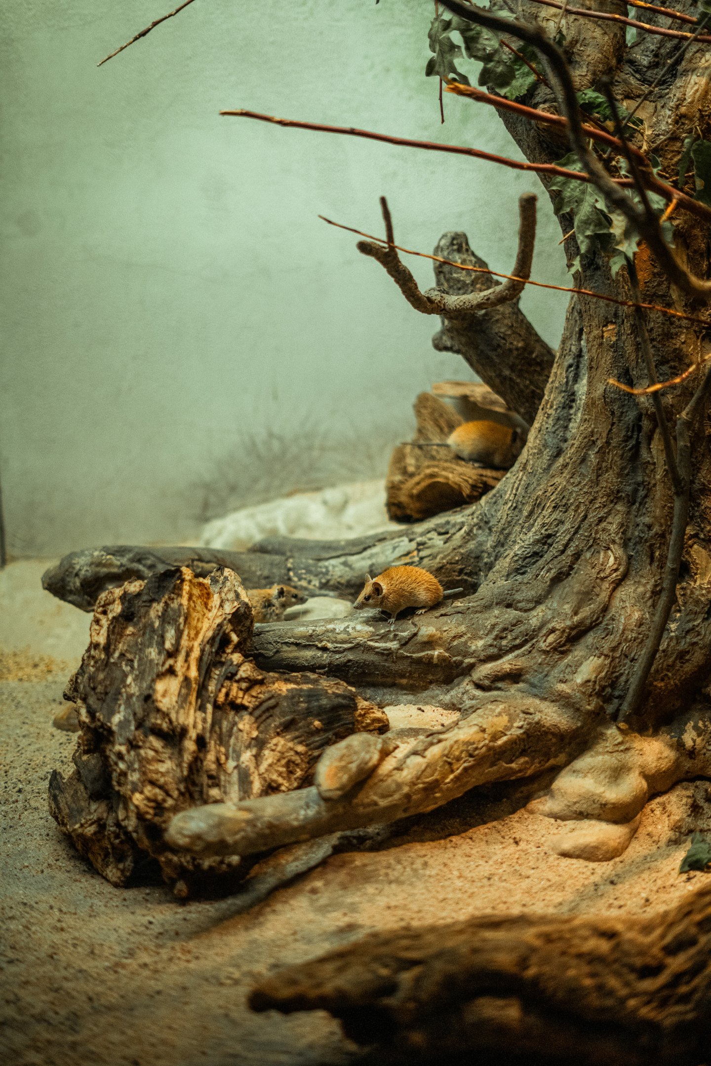 Pale golden spiny mouse