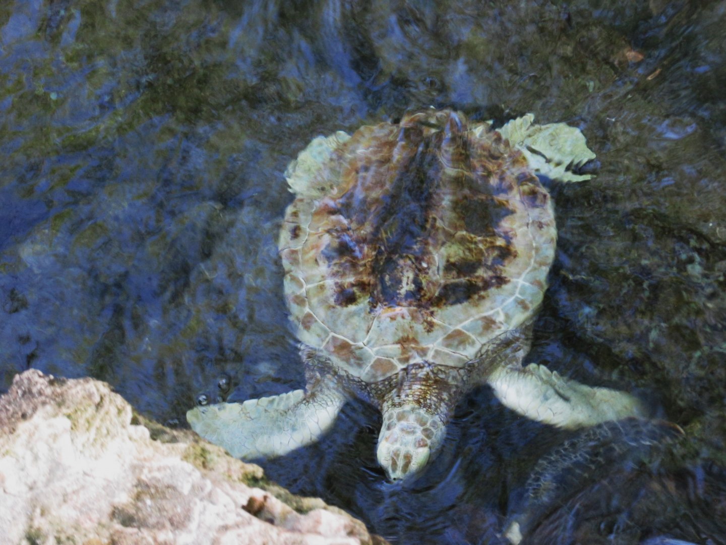 Pale green turtle