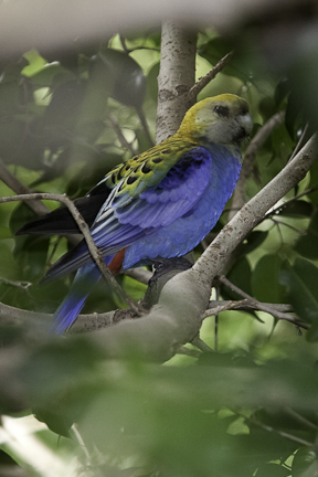 Pale Head Rosella