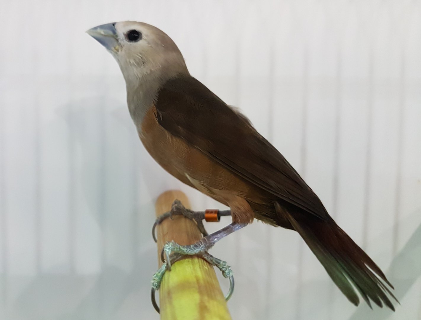 Pale-headed munia - Lonchura pallida