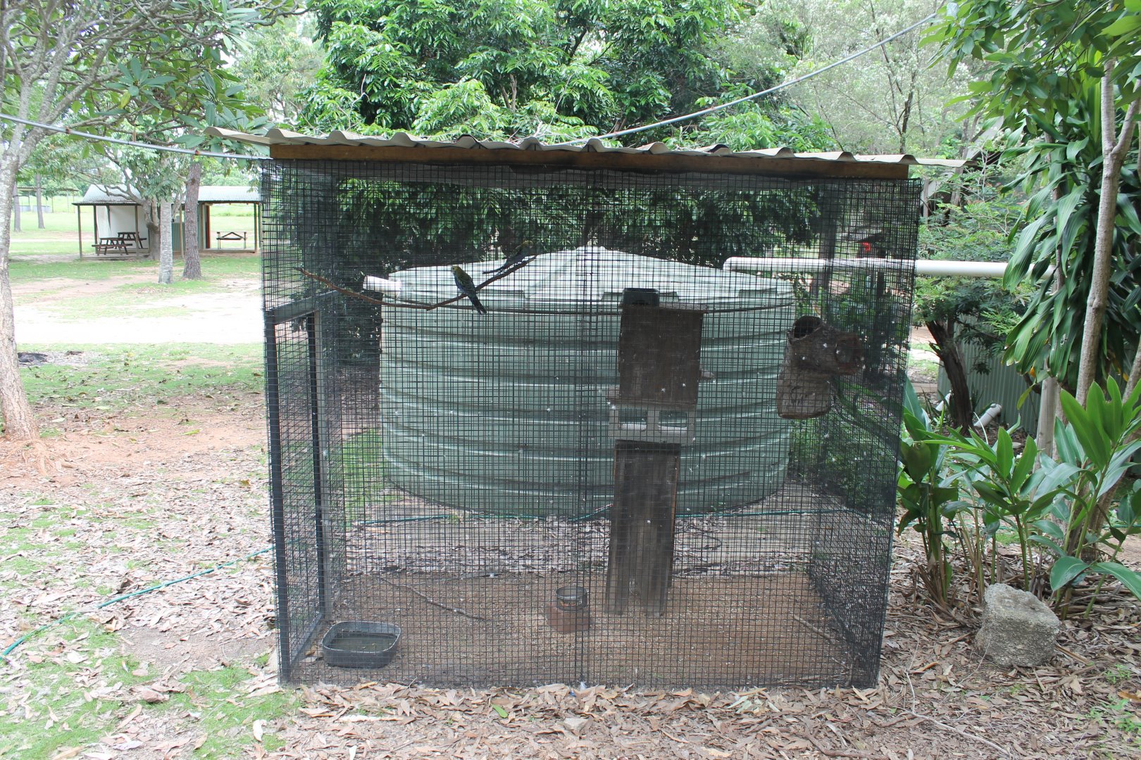 Pale-headed Rosella aviary