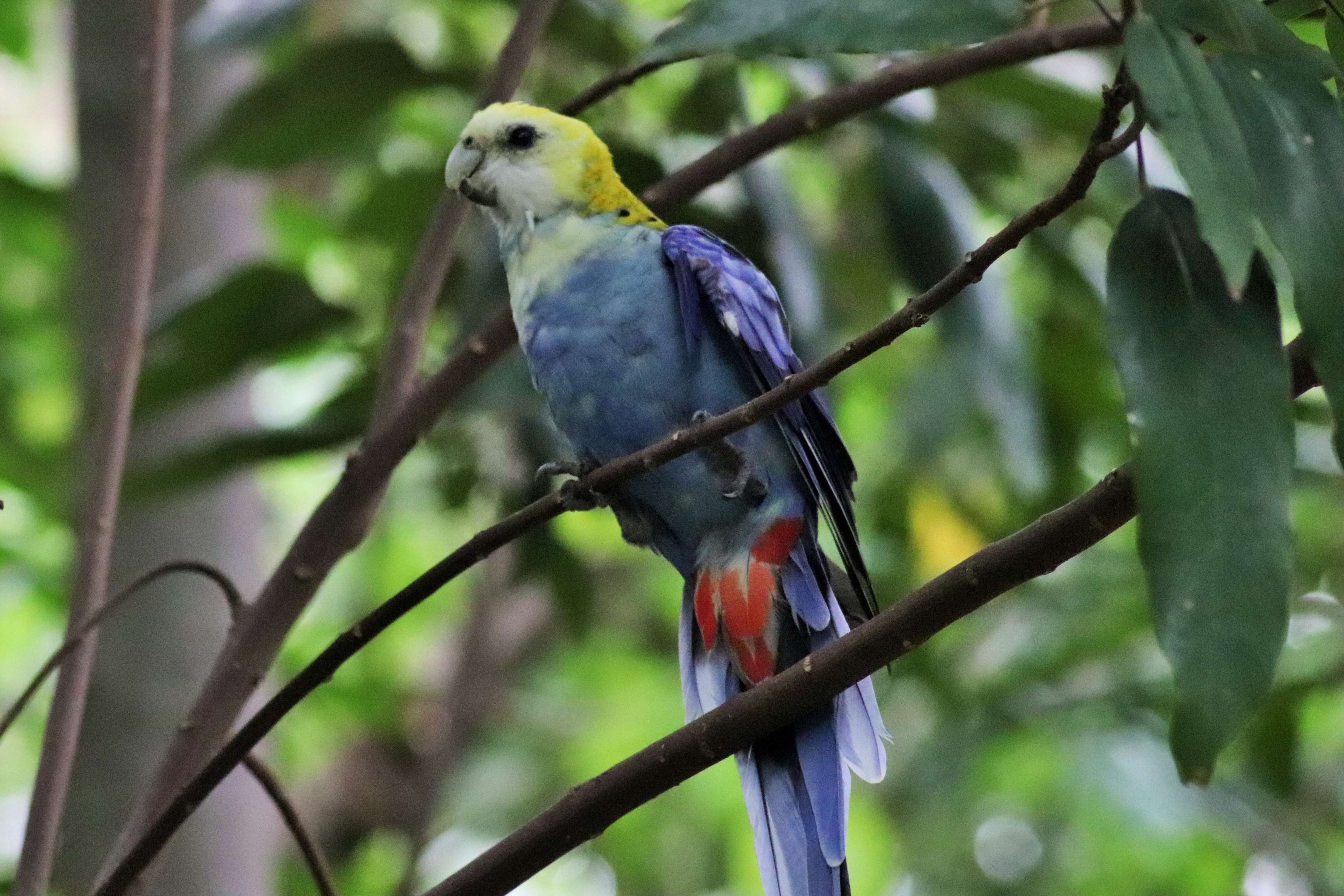 Pale-headed Rosella (Platycercus adscitus)