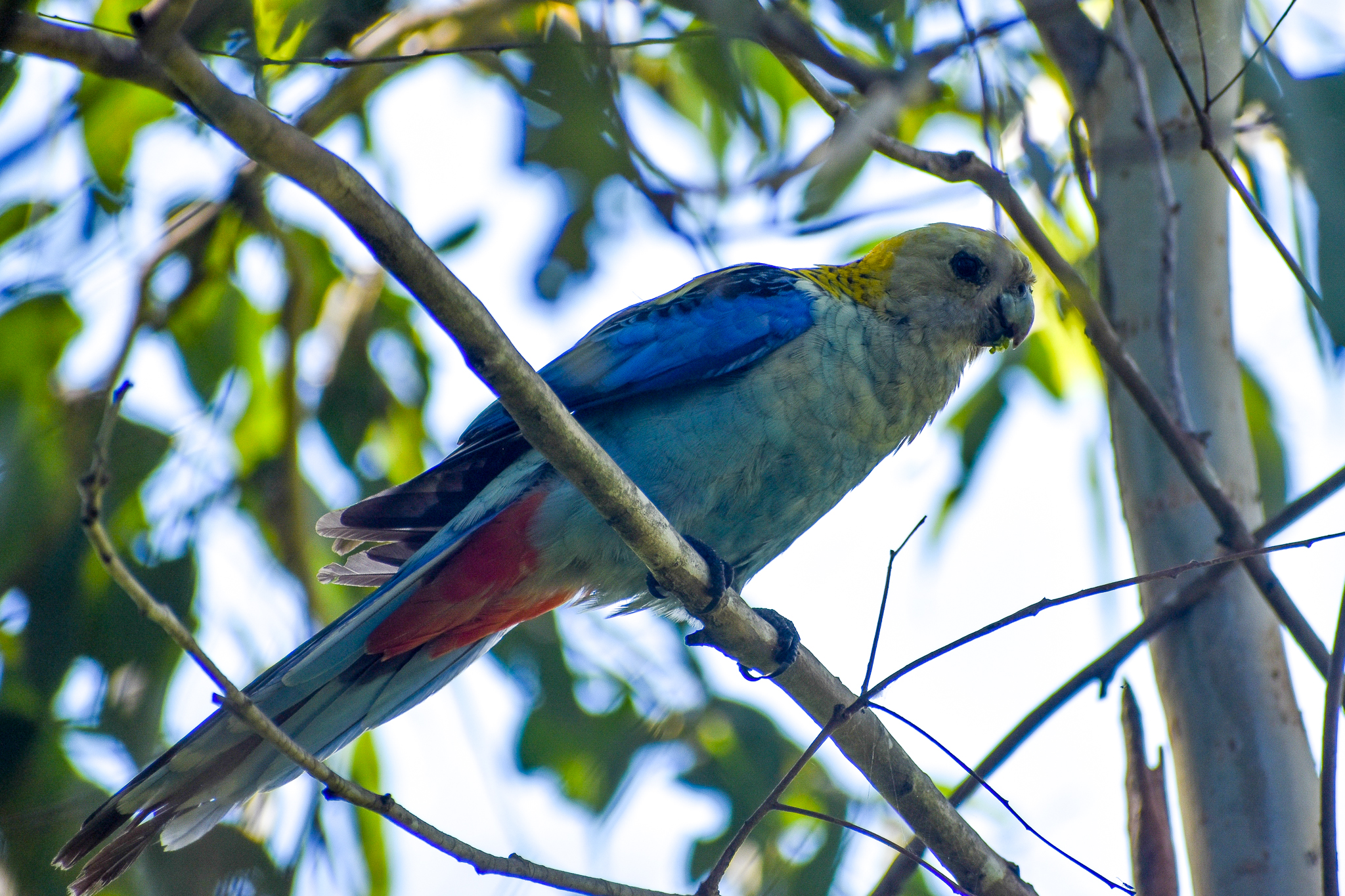 Pale-headed Rosella (Platycercus adscitus)