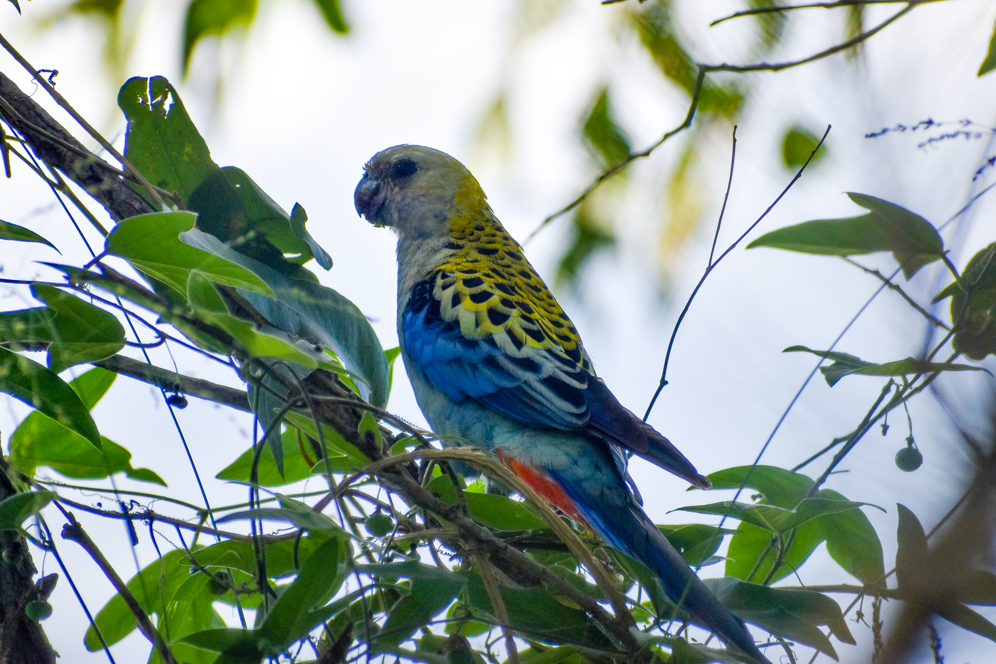 Pale-headed Rosella (Platycercus adscitus)