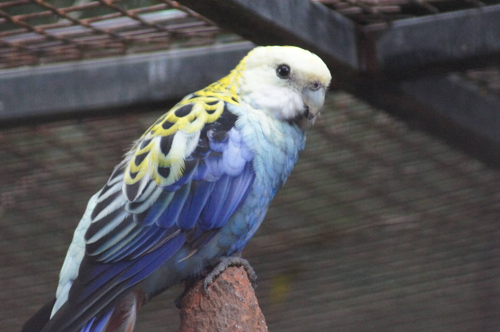 Pale-headed rosella