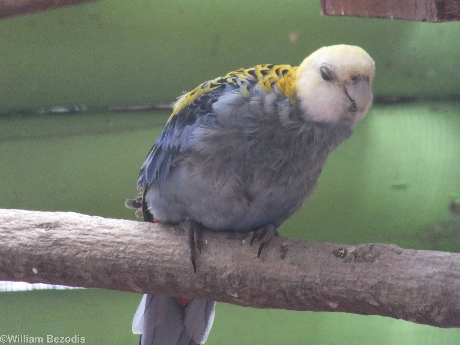 Pale-headed Rosella