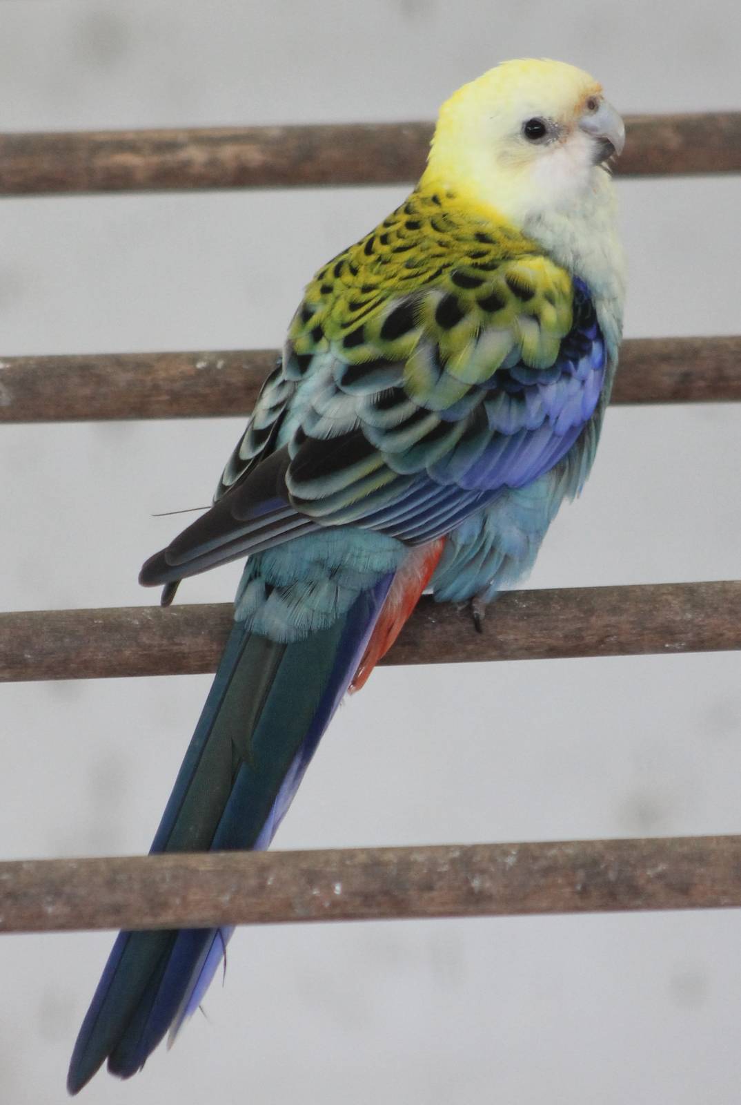 Pale-headed rosella