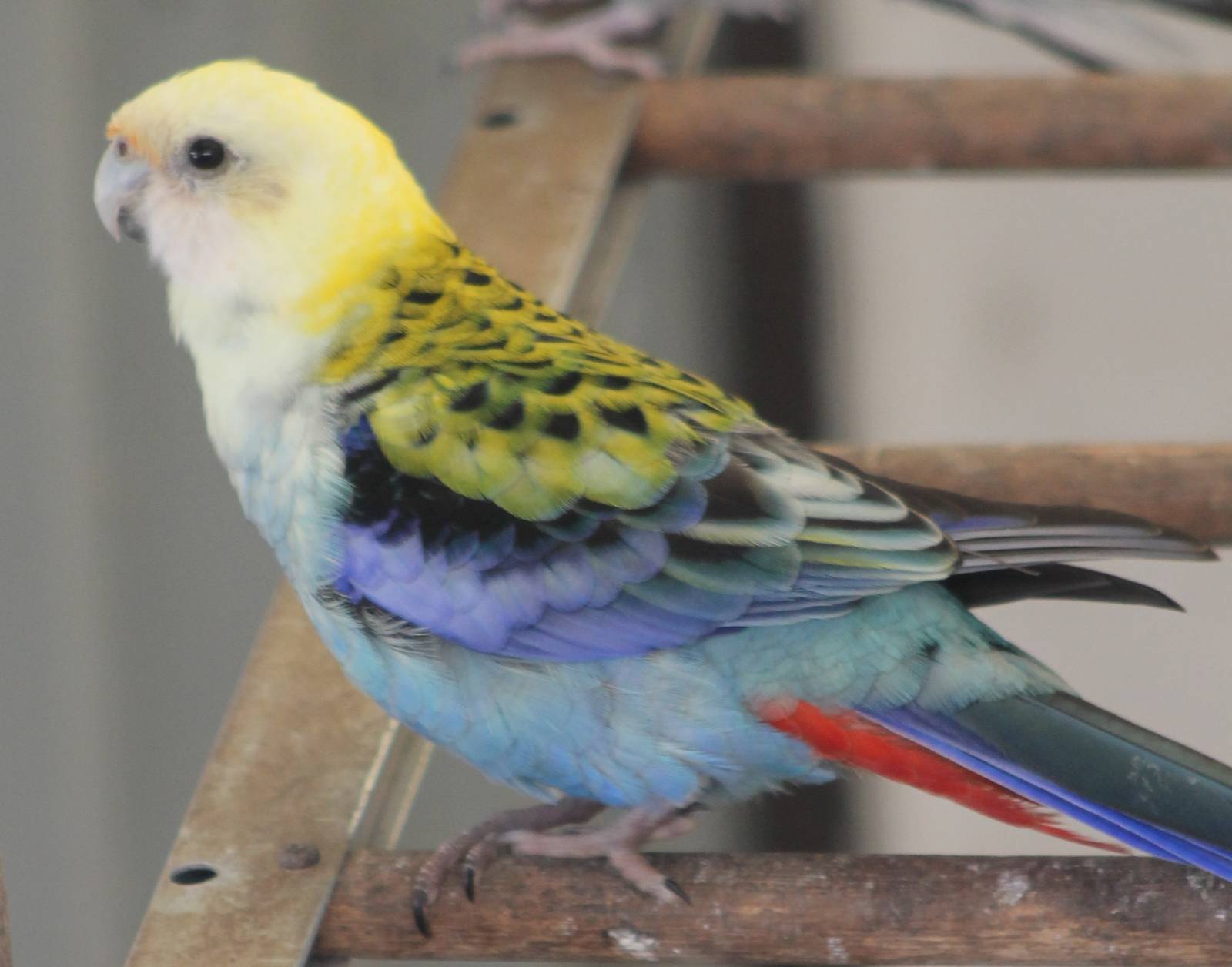 Pale-headed rosella