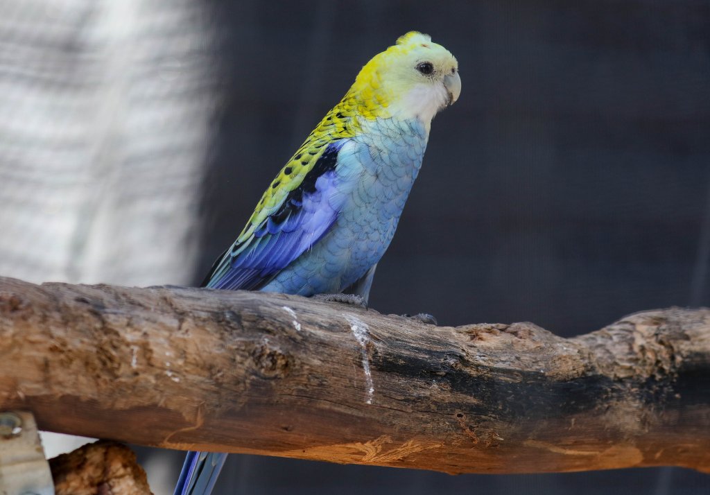 Pale-headed Rosella