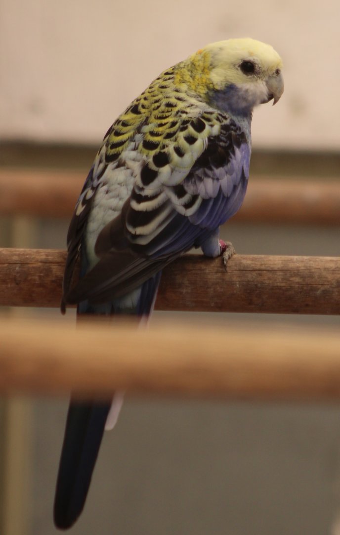 Pale-headed rosella