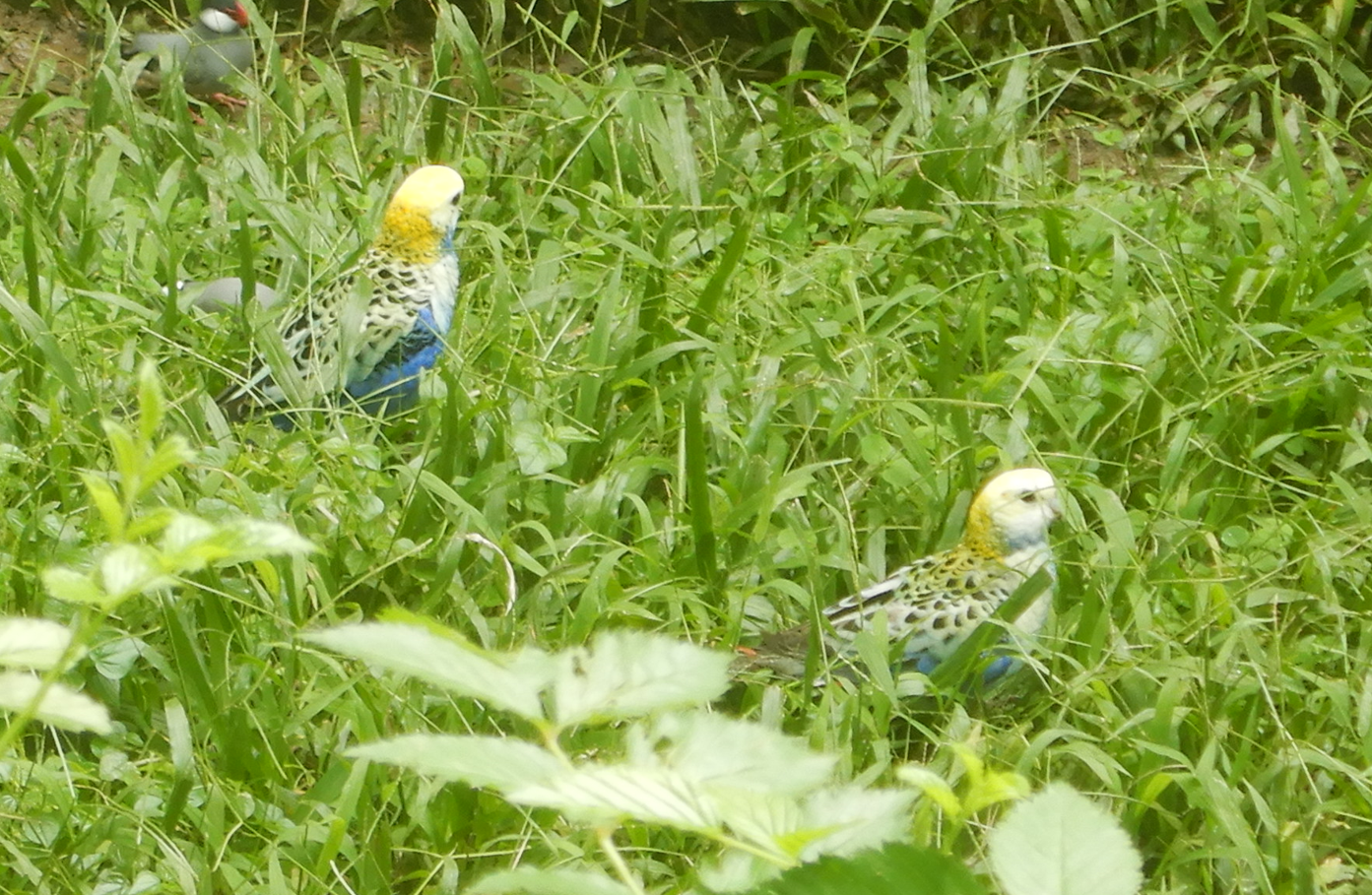 Pale-Headed Rosella