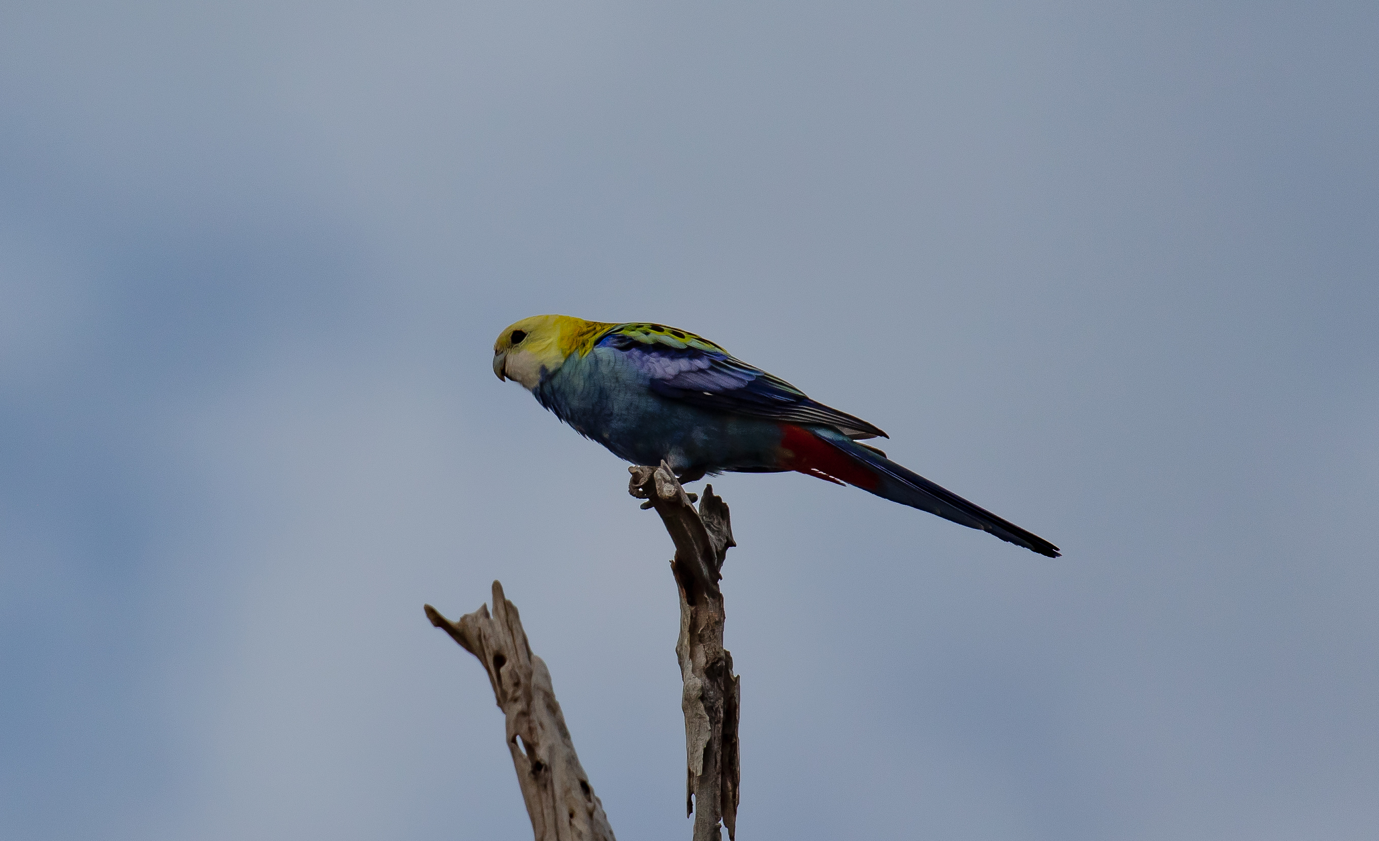 Pale-headed Rosella