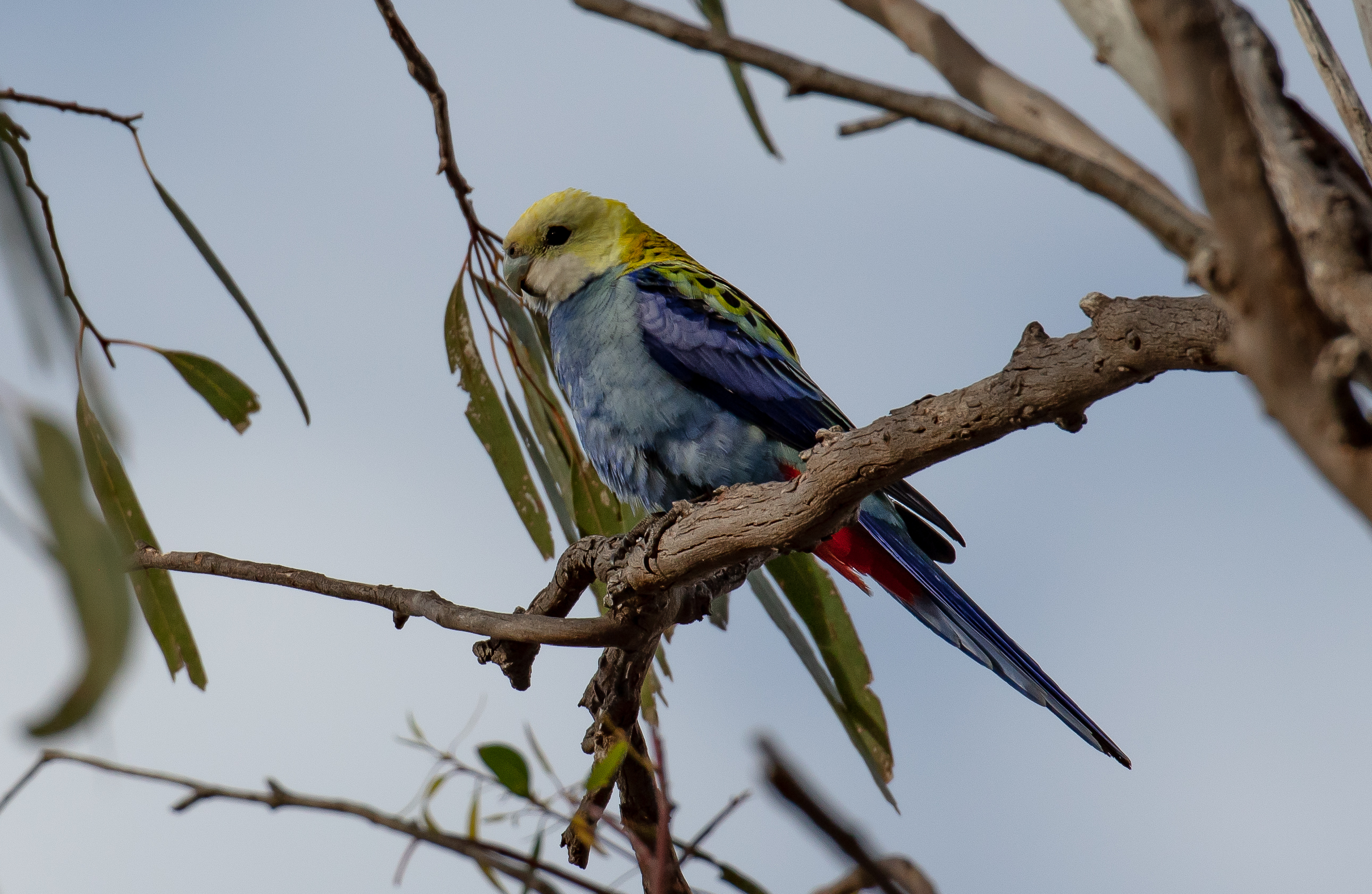 Pale-headed Rosella