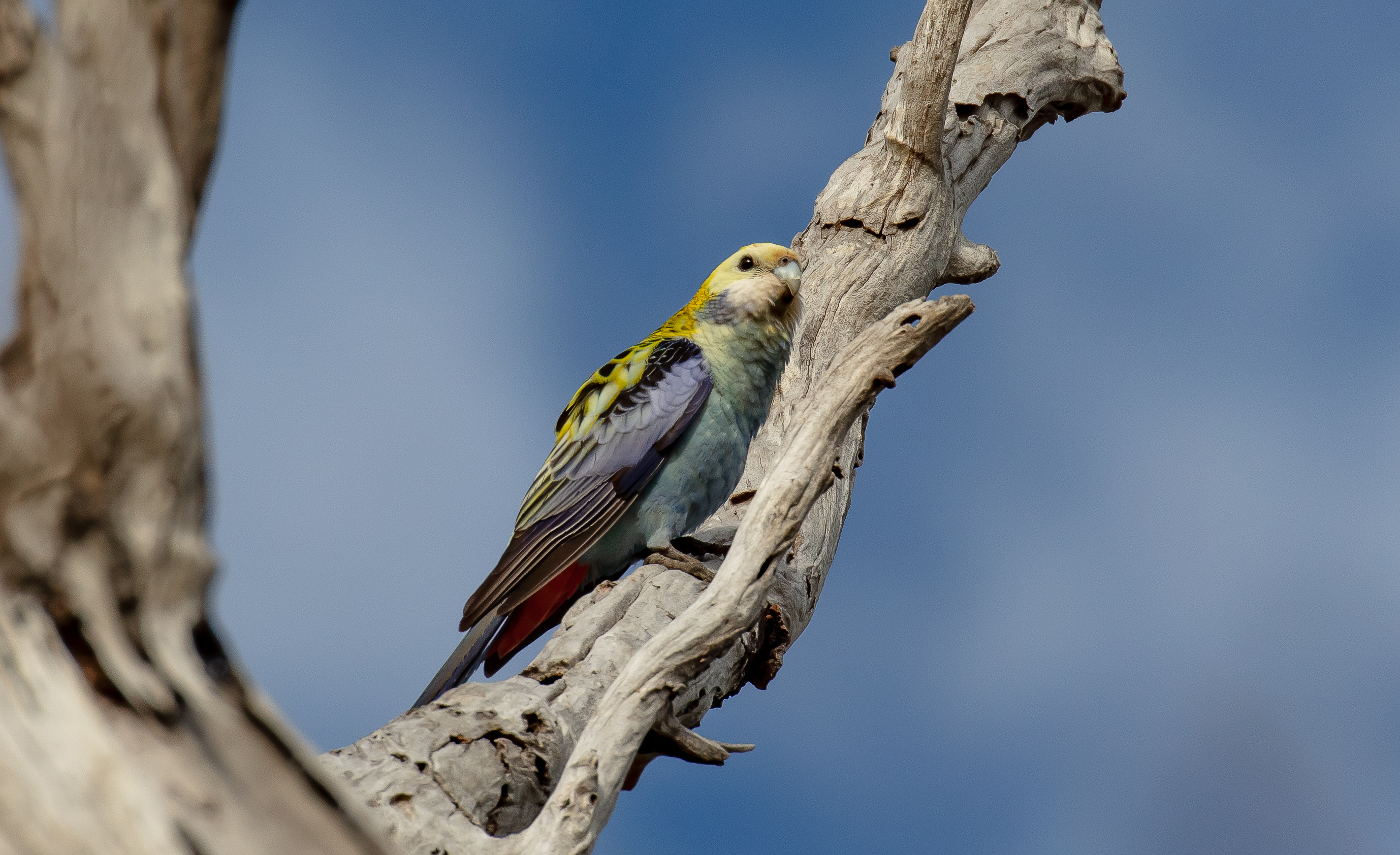 Pale-headed Rosella
