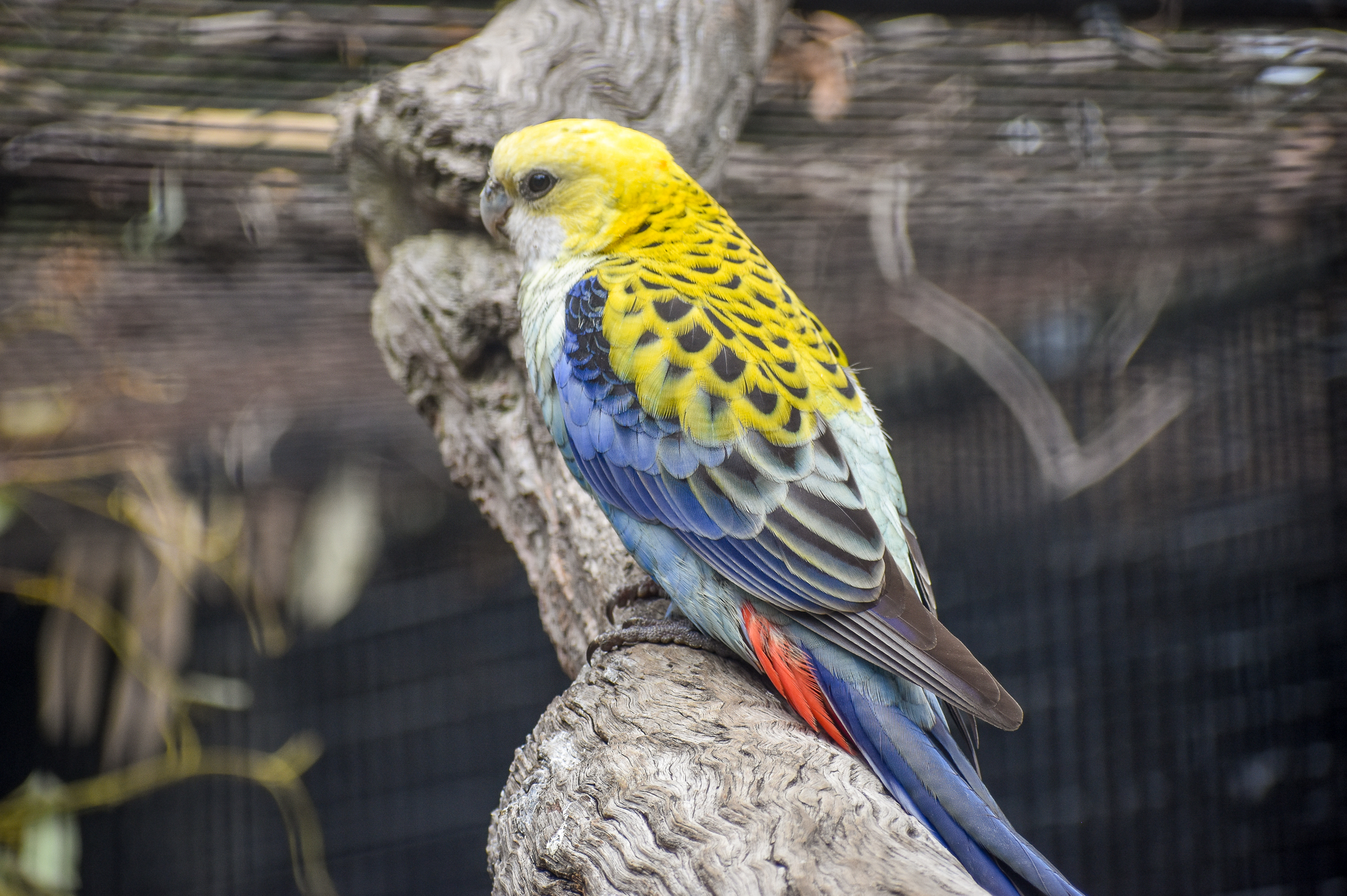 Pale-headed Rosella