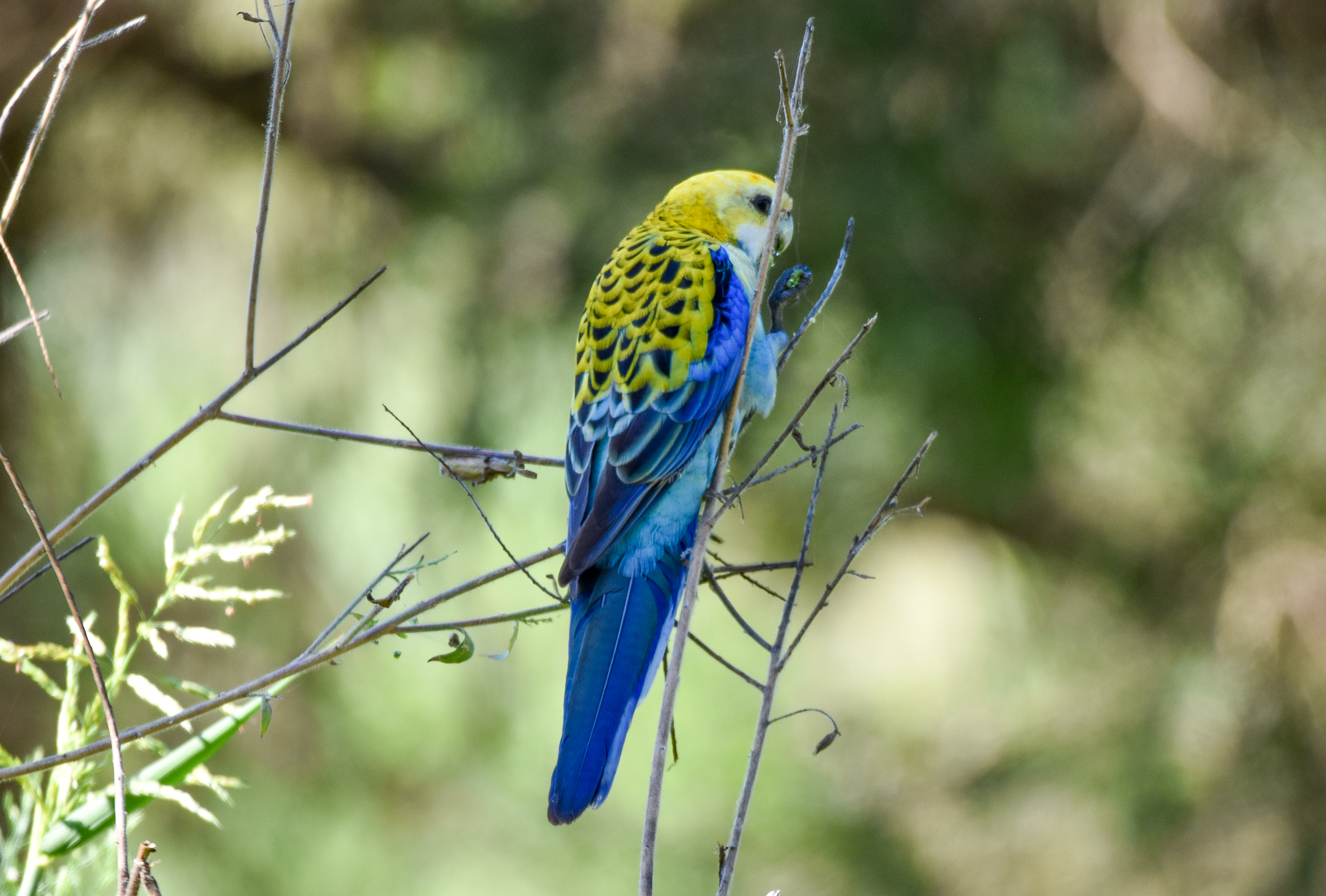 Pale-headed Rosella