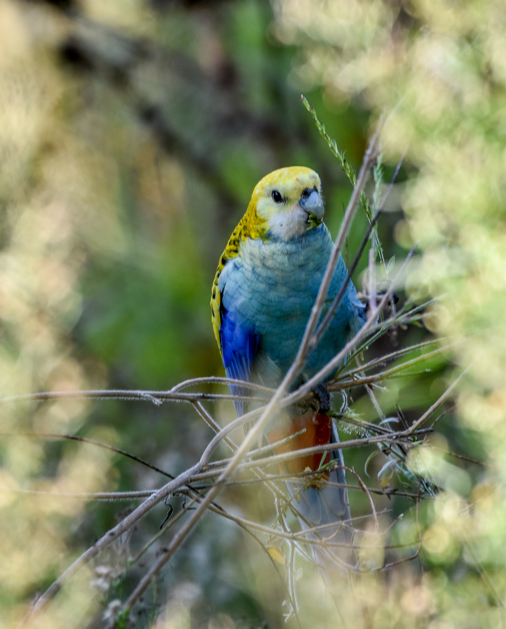 Pale-headed Rosella