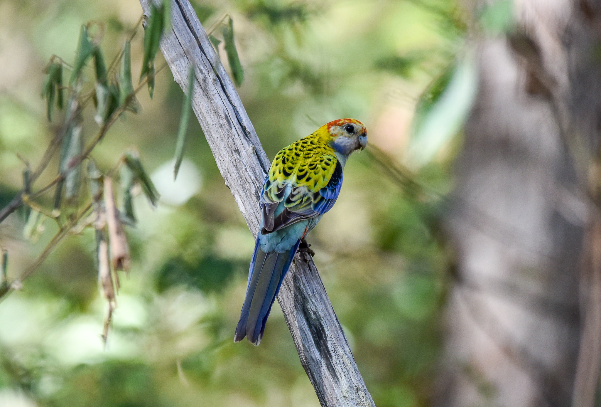 Pale-headed Rosella
