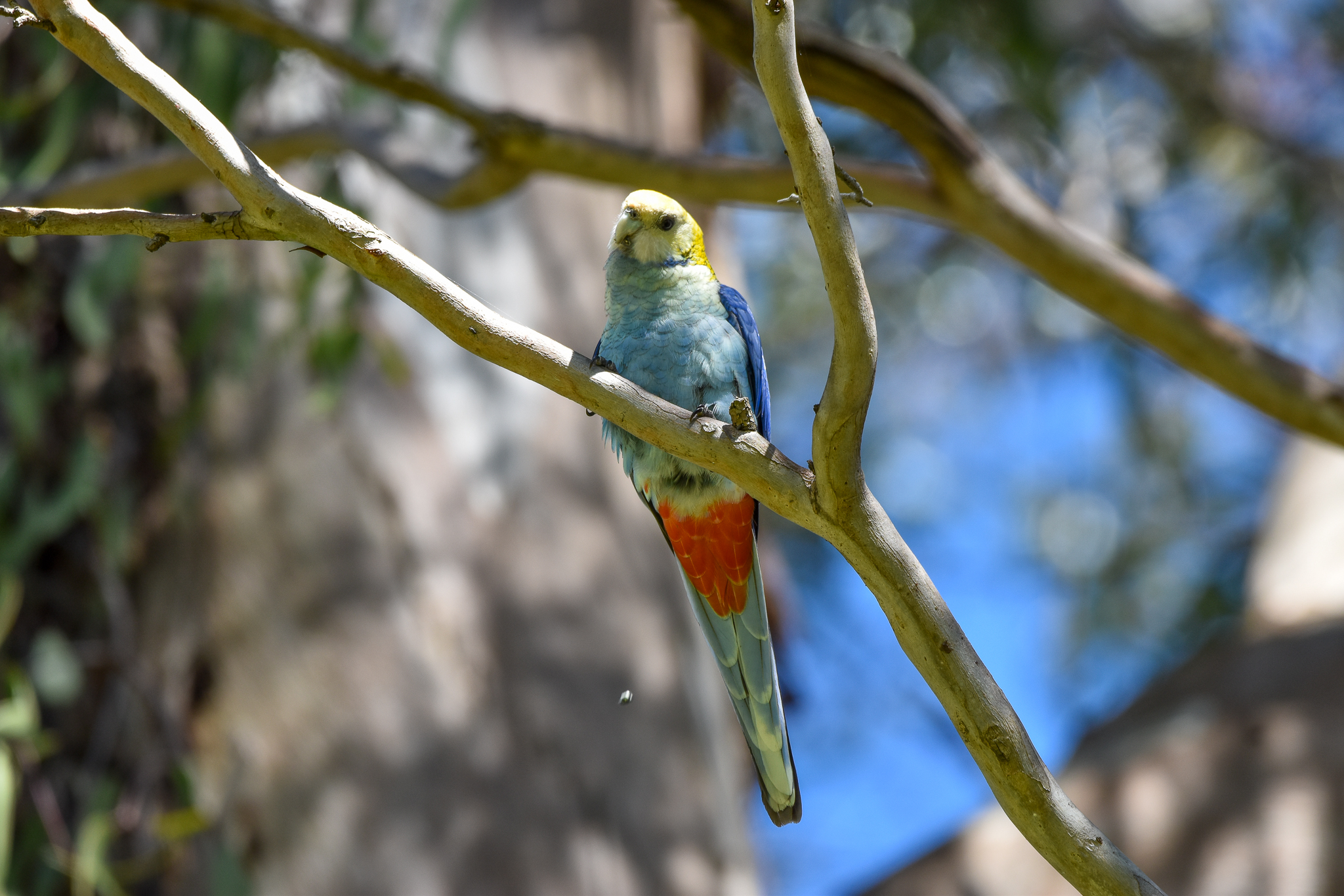 Pale-headed Rosella